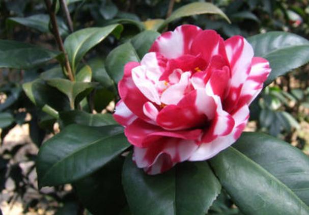 在進(jìn)行植物品種的選擇上，一般有這7個(gè)程序！