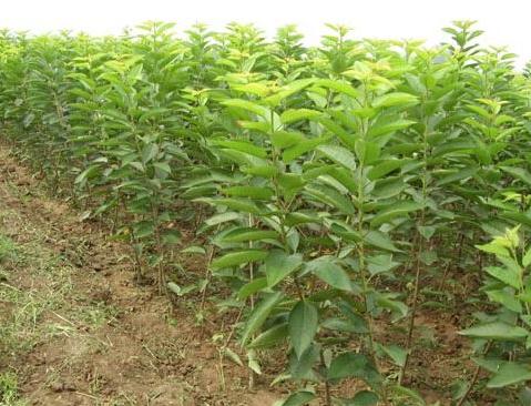 凱蒂園林分享一下關(guān)于苗木的栽植（移植）方面的3個(gè)注意點(diǎn)！