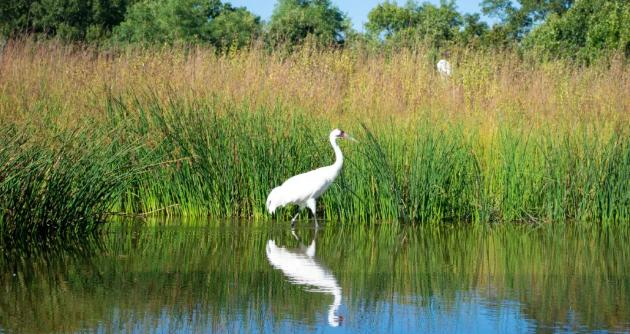 碳中和視角下的景觀設(shè)計思維與應用