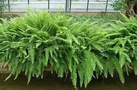 超可愛蕨類植物有哪些，你知道怎么養(yǎng)嗎？ 湖北綠化公司教你一招