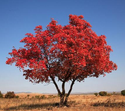 五角楓適合哪里種植？五角楓種植技術與管理方法 