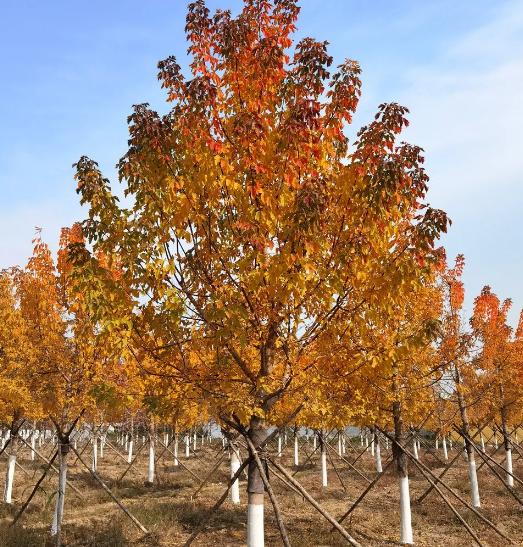 為什么它有望成為今后園林綠化的主角之一？