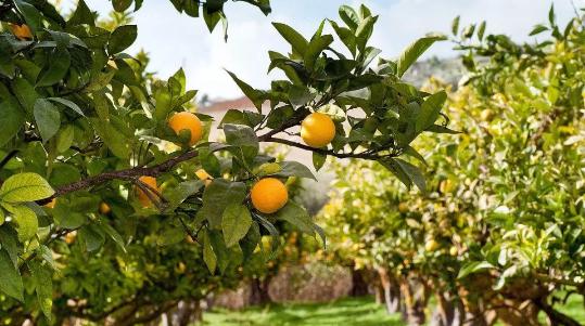 園林綠化提倡多樣性，未來這類苗木必將大火！