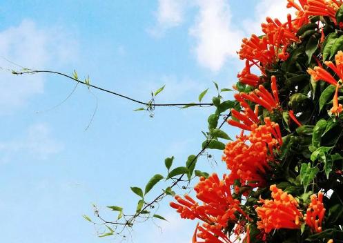 干貨到，園林綠化中抗風+耐鹽堿樹種推薦