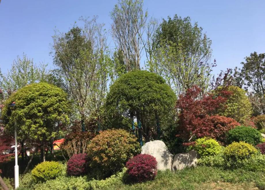 春季氣溫開始回升，襄陽園林綠化公司做好這些養(yǎng)護舉措，苗木來年存活好，長枝快